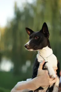 Basenji - Lucky Alien Lightnes Butterfly