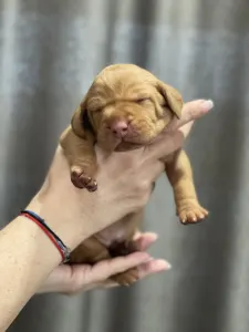 Hungarian Short-haired Vizsla - Vidual Alfonz