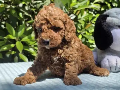 Cavapoo - Curlyjack