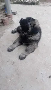 Caucasian Shepherd Dog - Cián