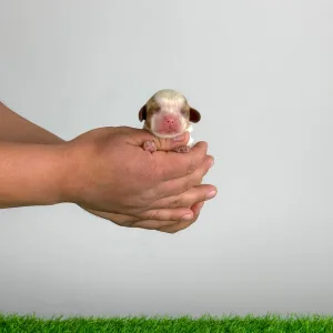 Cavalier King Charles Spaniel - Karosso