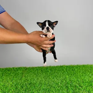 Boston Terrier - Yummy