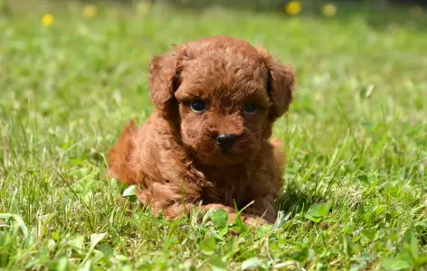 Caniche Toy - Lejla