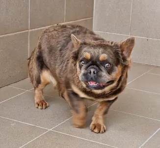 Bulldog francese - Blue Tan Fuffy Female