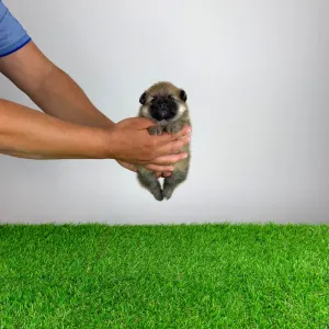 Pomeranian - Higgie