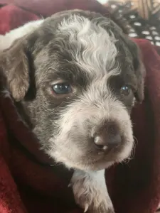 Romagna Water Dog - Mira