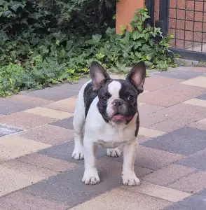 French Bulldog - Kevin