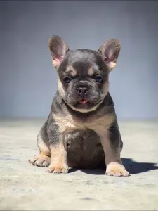French Bulldog - 🌸 Bella 🌸
