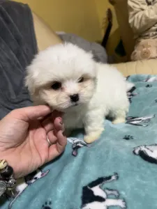 Coton de Tulear - Blanca
