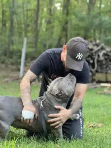 Amerikai Bully - Pocket - M. Platinum Dogs
