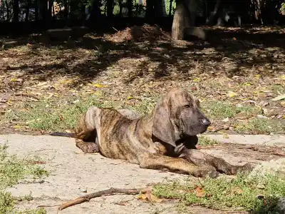 Brazil masztiff - Hektor De Oro Puro