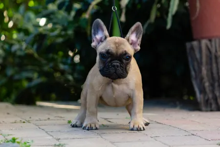 Französische Bulldogge - Black Pirate