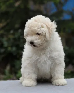 Puli - Pörgelóci Dió