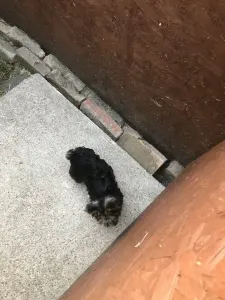 Yorkshire Terrier - Nicole