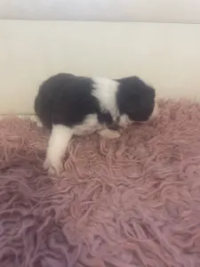 Border Collie - Barna Szuka 