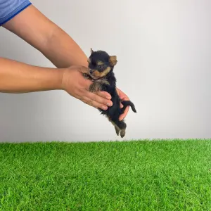 Yorkshire Terrier - Kiro