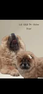 Chow Chow - La Casa De Chow Dior 
