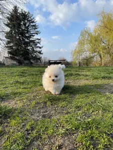 Pomeranian - Samantha