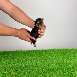 Jorkšírský teriér - Volt