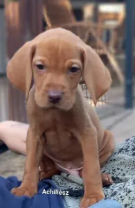 Hungarian Short-haired Vizsla - Becses Vadász Achillész