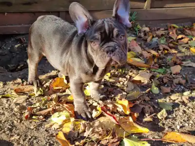 Französische Bulldogge - Amigo