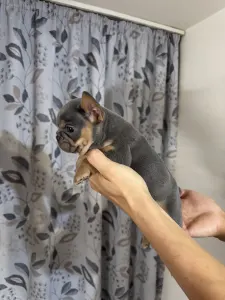 French Bulldog - Napsugár