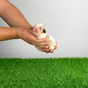 Cavalier king Charles spaniel - Chagall