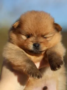 German Pomeranian Spitz - Leonardo💚 