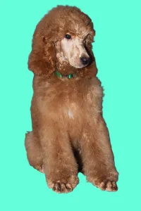 Óriás uszkár - Johann Prestige