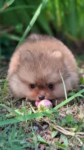 Pomeranian - Víkó
