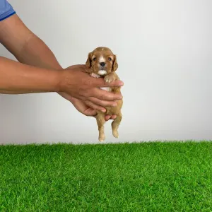 Cavalier King Charles Spaniel - Lisbeth