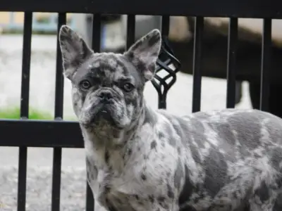 French Bulldog - Eliza 