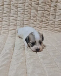 Coton de Tulear - Tony