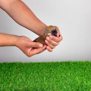 German Pomeranian Spitz - Dior