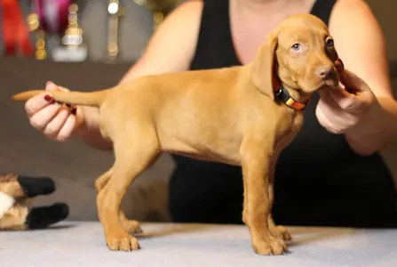 Wyżeł węgierski krótkowłosy - Pörgelóci Bugatti