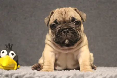 Buldog francuski - Elmo