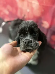 Cocker americano - Dream Of Aurora