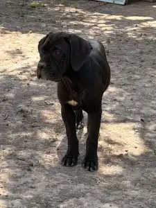 Cane Corso - Tina