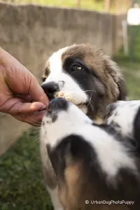 Moscow watchdog - Egresvölgyi Kennel