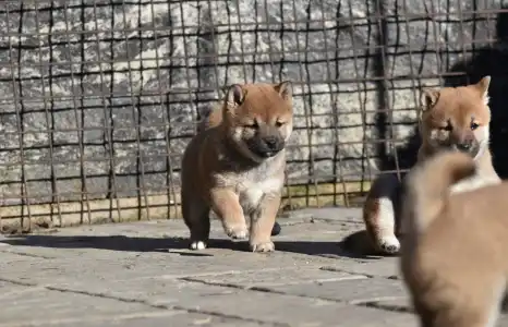 Shiba - Bravados Chiyuki