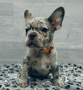 Bouledogue français - Cezar 