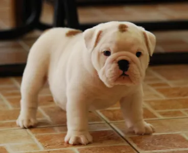 Angol bulldog - Rengőhegyi-ormán Liam 