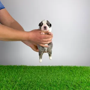 Australian Shepherd - Bizzy