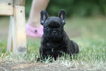 Francia bulldog - Thug Life Rocco