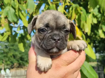 French Bulldog - Harley