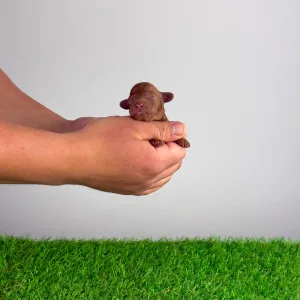 Карликовый пудель - Rosa