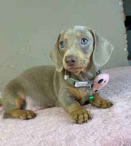 Dachshund - Elina