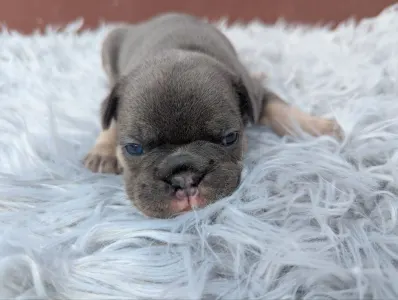 Francia bulldog - Greta