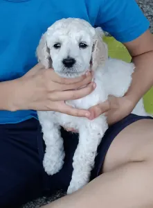 Caniche Grand - Miracoli Di Bramasole Agatha 