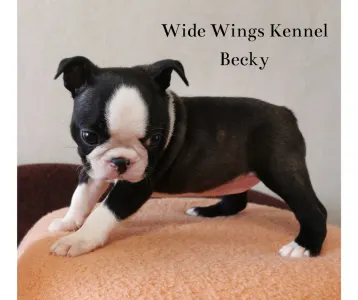 Boston Terrier - Wide Wings Becky